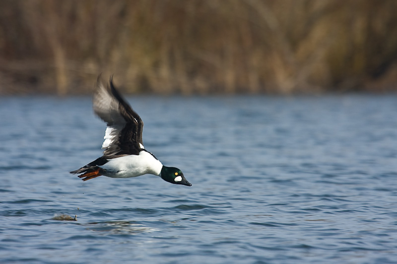 Common Goldeneye Taking Flight